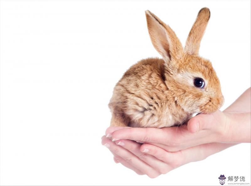 虎寶寶旺哪些生肖父母 2022屬虎男孩最吉利的名字