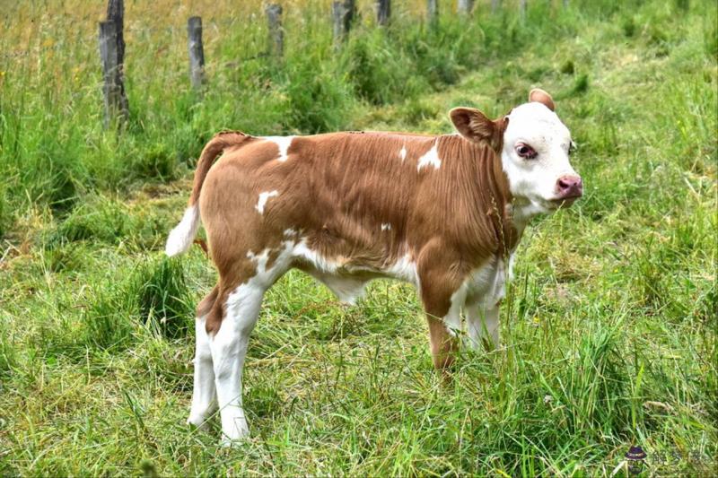 屬虎和屬狗的婚姻如何 男虎和女狗婚姻旺不旺