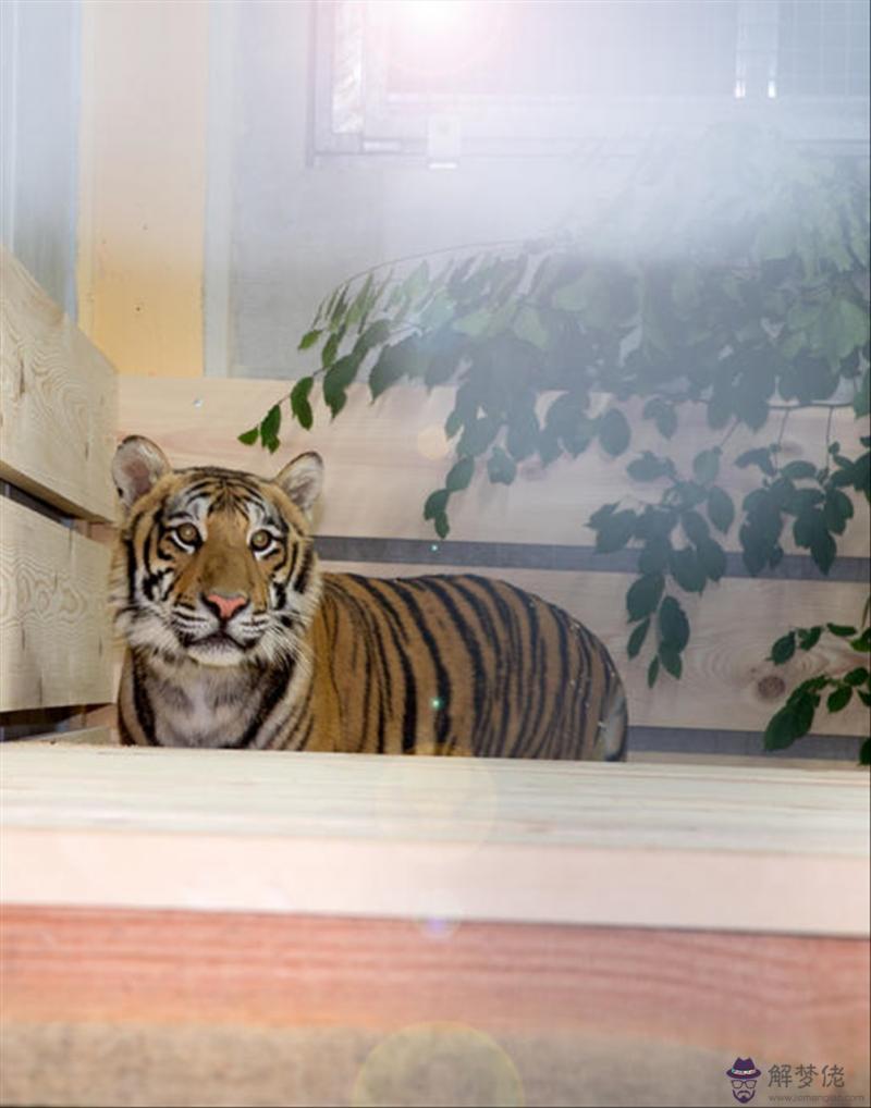 屬虎和屬狗的婚姻如何 男虎和女狗婚姻旺不旺