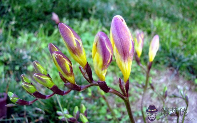 射手座愛得最深的兩個星座，不會拋棄射手女的星座男