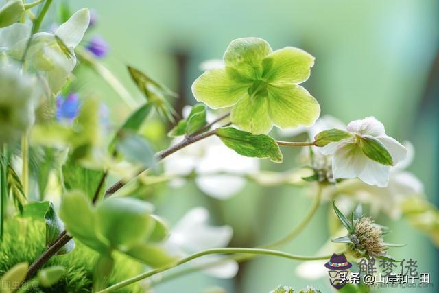 白羊男一見面就親你，白羊男和你說他的情史