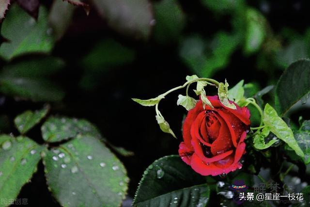 白羊座命中注定的情人巨蟹座，獅子座命中注定的姻緣