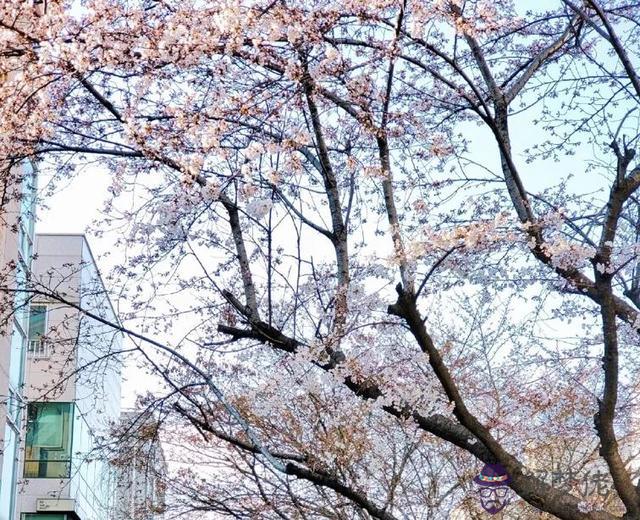 獅子男折磨射手女，獅子男不喜歡射手女