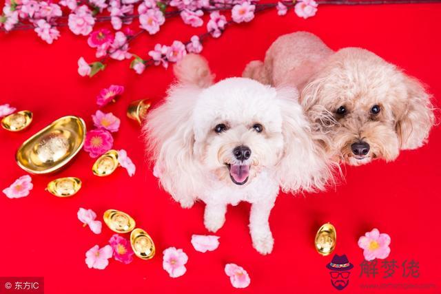 022年狗人的全年運勢如何，2022年屬豬人的全年運勢如何"