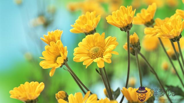 白羊座跟哪個星座配，白羊座跟什麼星座