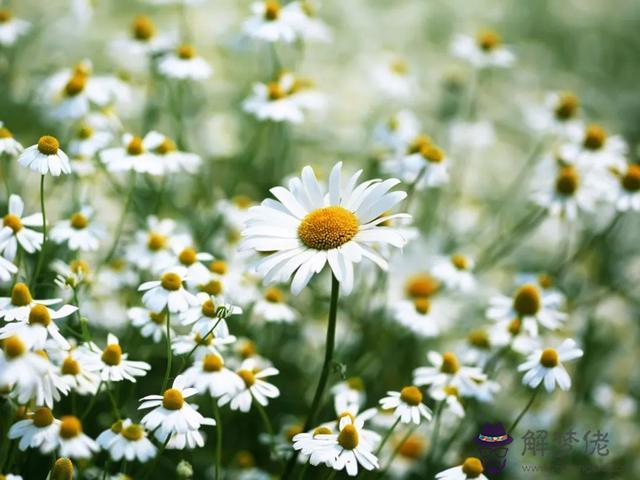 白羊座和什麼星座玩的更好，白羊座和哪個星座配對