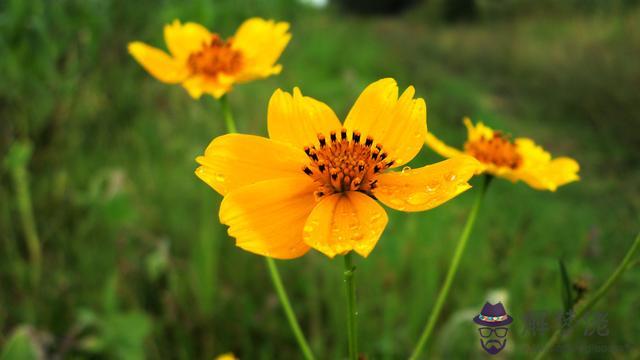最容易愛上獅子座的3個星座，獅子座最配星座之一名