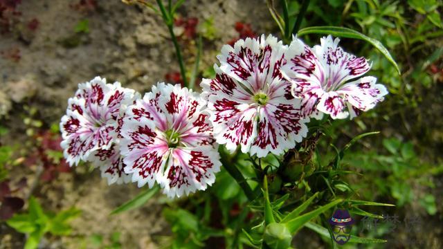 最容易愛上獅子座的3個星座，獅子座最配星座之一名