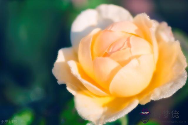 金牛座男和什麼星座最配排名，金牛男越睡一個女人越愛