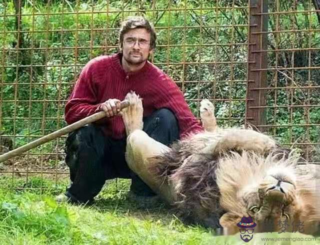 被自己養大的獅子咬死，蟒蛇養4年吃自己女兒