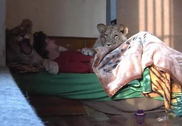 被自己養大的獅子咬死，蟒蛇養4年吃自己女兒
