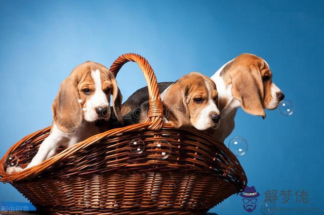 射手男喜歡白羊女撒嬌，射手注定要輸給白羊