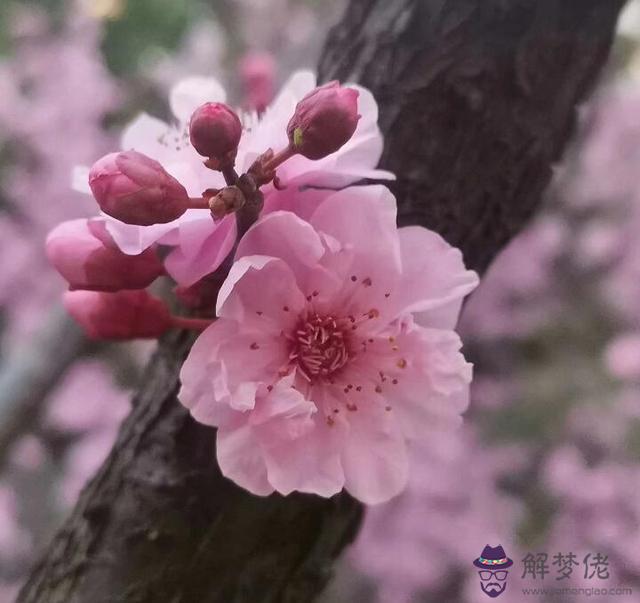 金牛座容易被哪個星座吃死，12星座誰最怕雙子座