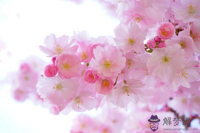 紫微今日運勢查詢,紫微今日運勢