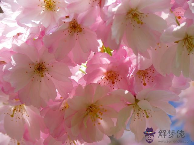 紫微今日運勢查詢,紫微今日運勢