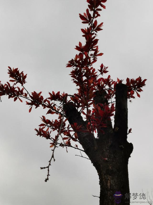 獅子男喜歡小孩子性格的女人嗎，獅子男更愛的3種女孩