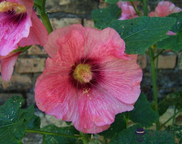 能陪伴獅子座一生的三大星座，能毀掉獅子座的星座