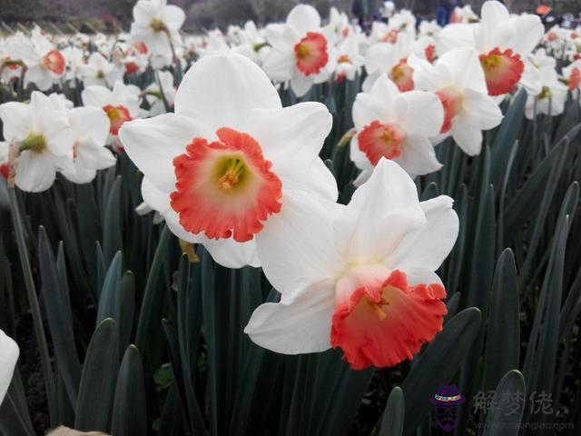 能陪伴獅子座一生的三大星座，能毀掉獅子座的星座