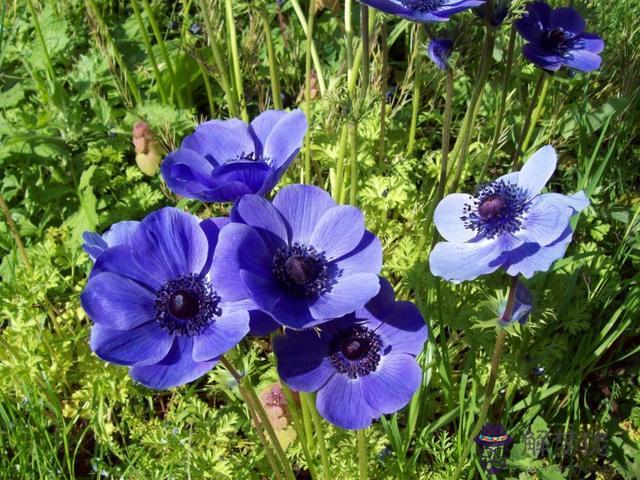 能陪伴獅子座一生的三大星座，能毀掉獅子座的星座