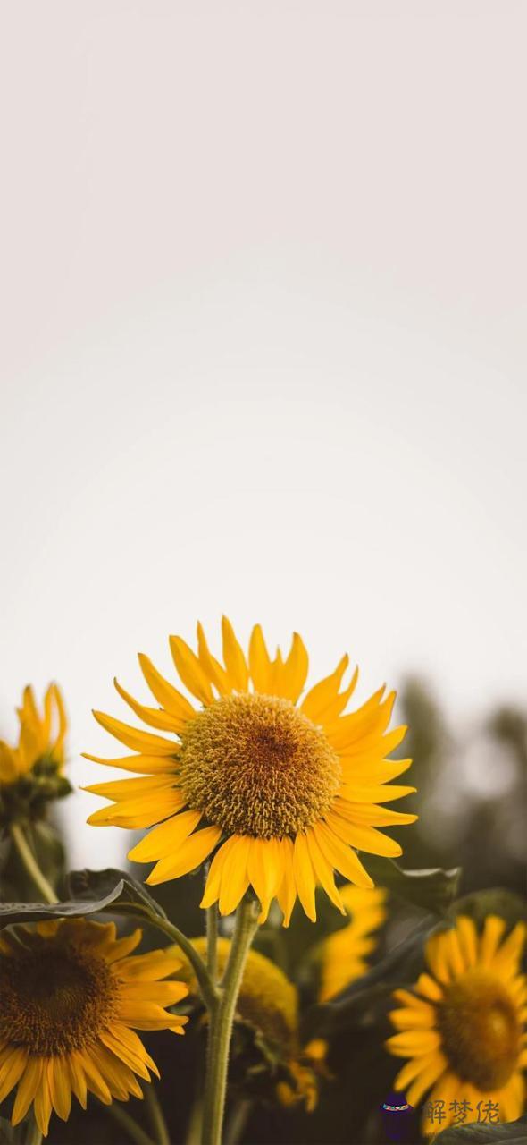 星盤怎麼看正緣什麼時候出現，怎麼看懂自己的星盤