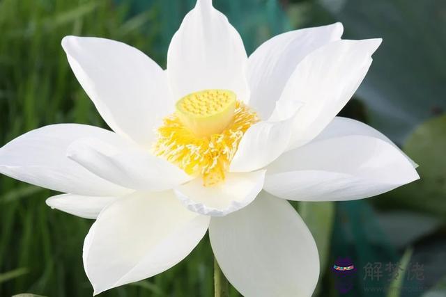 雙子座男今日運勢查詢，雙子座今日運勢美國神