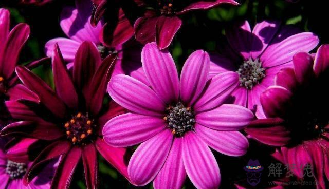 測自己最近有什麼好運，測最近會有什麼好運