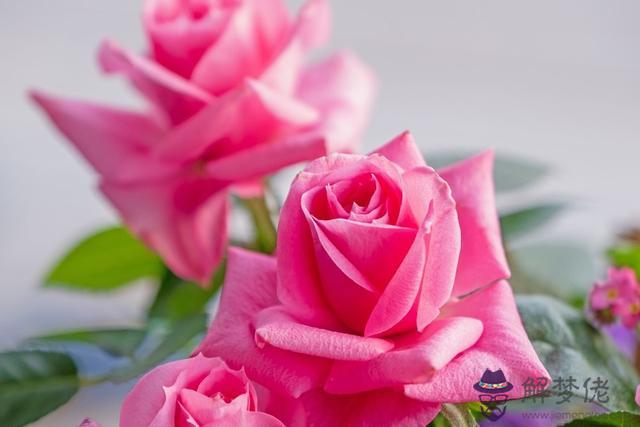 天生智商和情商都很高的星座，12星座的智商情商哪個高