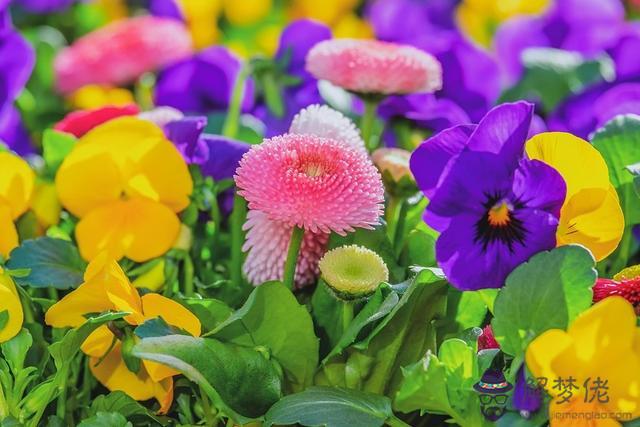 天生智商和情商都很高的星座，12星座的智商情商哪個高