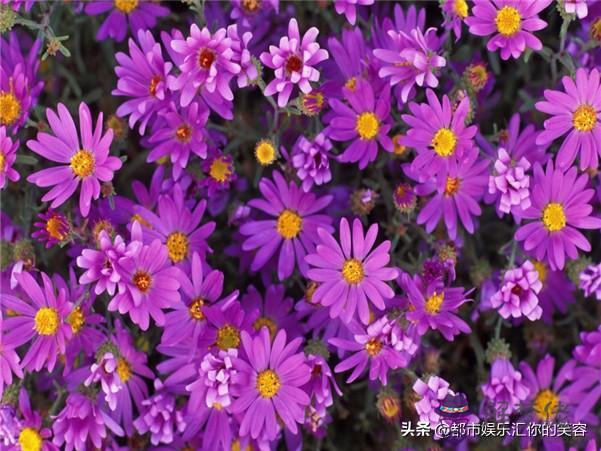 金牛座命中注定愛上的星座，金牛座愛上你的表現