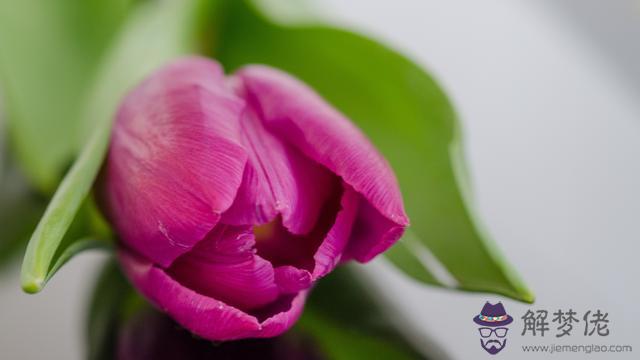 獅子女最不該愛上的星座，迷戀獅子女的星座男