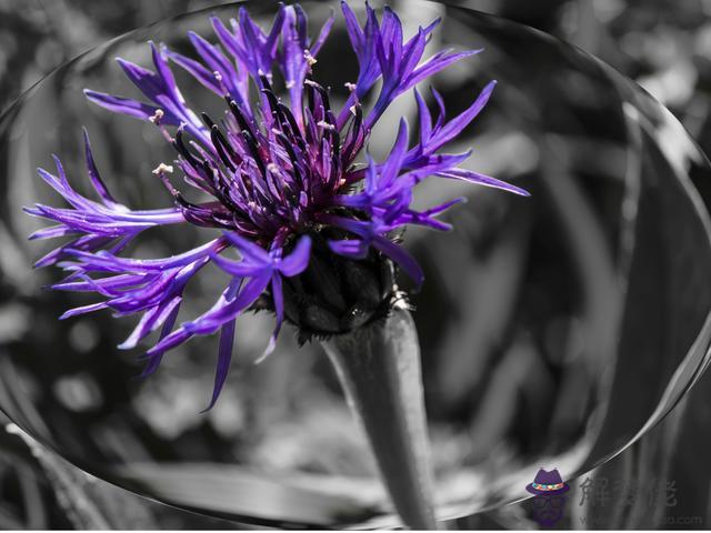 獅子女最不該愛上的星座，迷戀獅子女的星座男