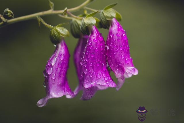 雙子座男今日運勢查詢，天秤座今日運勢查詢