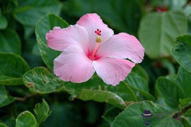 雙子座男今日運勢查詢，天秤座今日運勢查詢