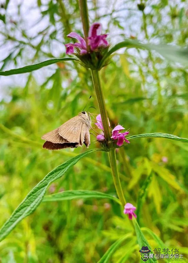 水瓶男搞不定雙魚女，雙魚女和水瓶男床上表現