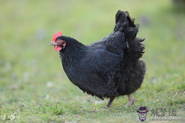 屬雞的下半年感情如何，81年屬雞40歲以后交運