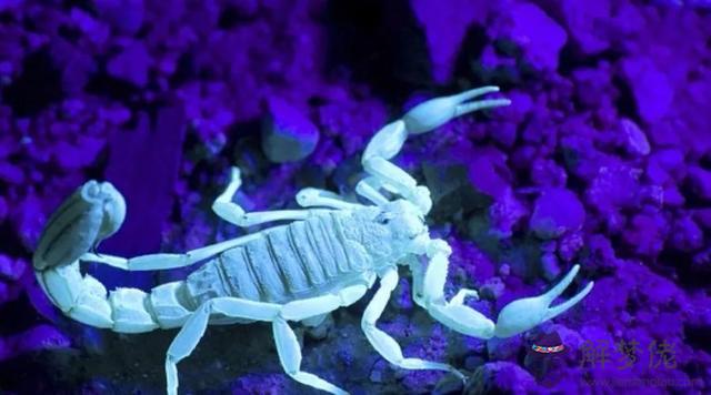 獅子女愛上獅子男，獅子女跟獅子男配嗎