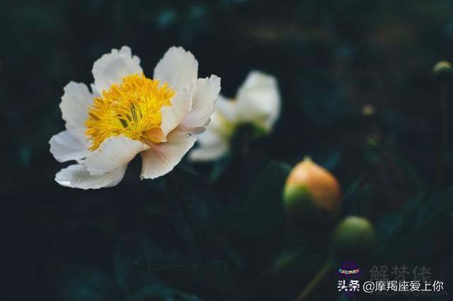 誰會暗戀摩羯女星座，哪些星座喜歡追摩羯女