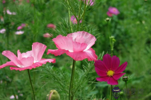獅子更愛哪個星座，能和獅子座一輩子的星座