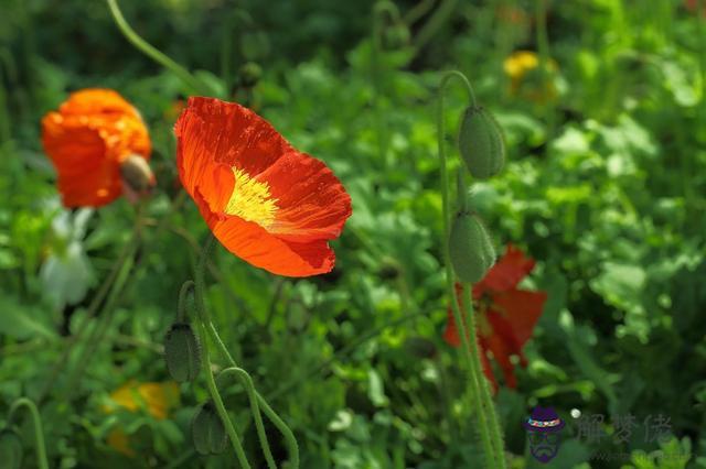 獅子更愛哪個星座，能和獅子座一輩子的星座
