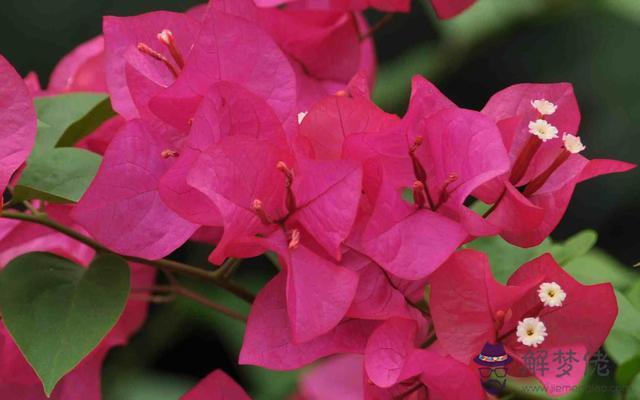 獅子男容易被哪些星座女迷住，能治得了獅子男的星座女