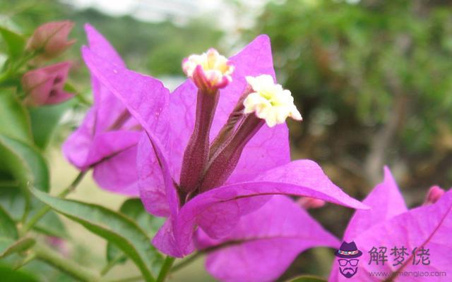 獅子男容易被哪些星座女迷住，能治得了獅子男的星座女