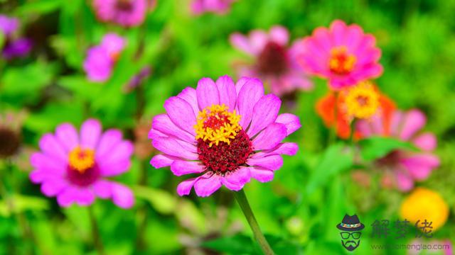 最容易愛上獅子座的三大星座，獅子女魅力真的很大