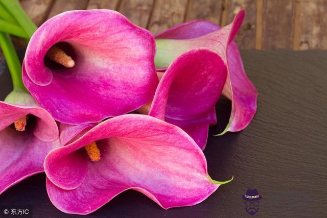 十二星座男神排名，最有貴族氣質的星座男