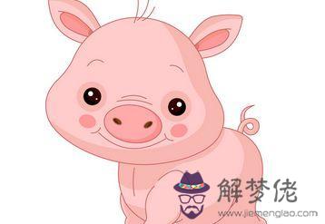 生肖豬明年運勢1971年 生肖豬明年運勢1971年