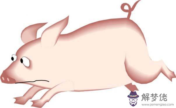 生肖豬明年運勢1971年 生肖豬明年運勢1971年