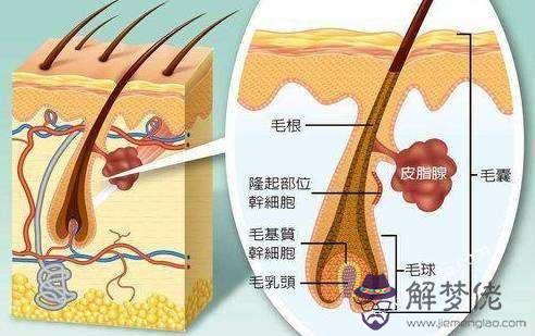 白頭發能拔嗎影響運勢嗎，白頭發拔多了有影響嗎