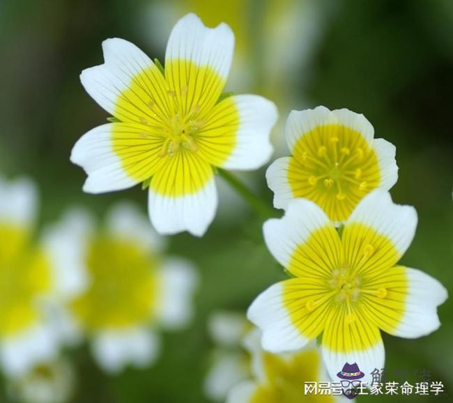 2022年4月6屬猴男運勢，80年屬猴41歲有一災