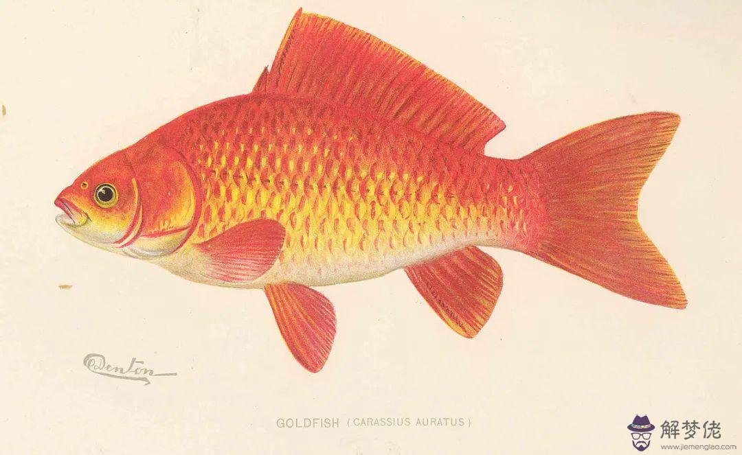 1、夢見魚5種征兆要發財:做夢夢到魚是什麼征兆？