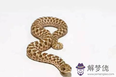 1、屬蛇人一生佩戴什麼好:屬蛇的人應該戴什麼生肖的配飾