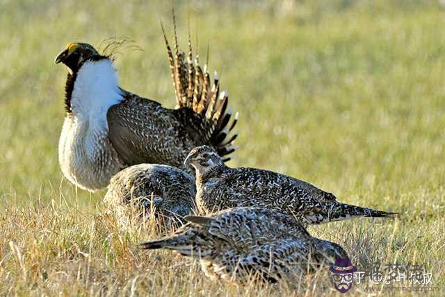 1、鳥類婚配制度的生物學意義:動物行為的生物學意義